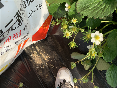 水溶肥，拉姆拉，翠姆