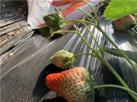 水溶肥，拉姆拉，翠姆