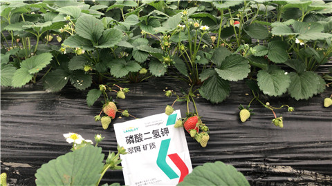 磷酸二氫鉀，拉姆拉，翠姆