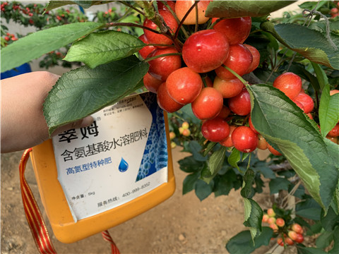 水溶肥，拉姆拉，翠姆