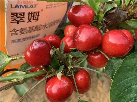 水溶肥，拉姆拉，翠姆