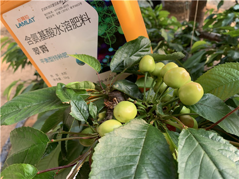 氨基酸水溶肥，拉姆拉，翠姆