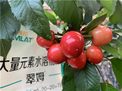 大量元素水溶肥，拉姆拉，翠姆