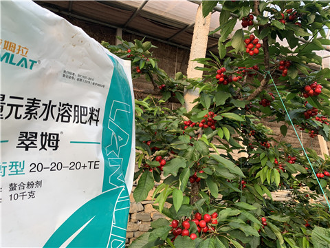 大量元素水溶肥，拉姆拉，翠姆