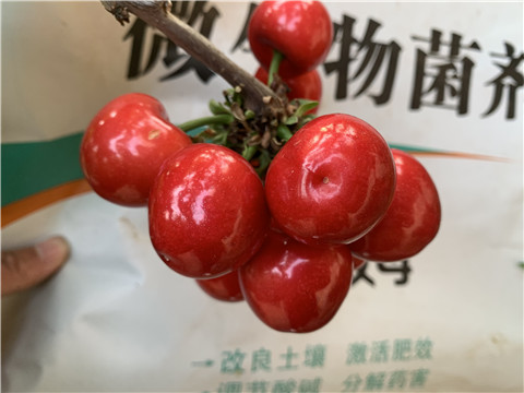 水溶肥，拉姆拉，翠姆