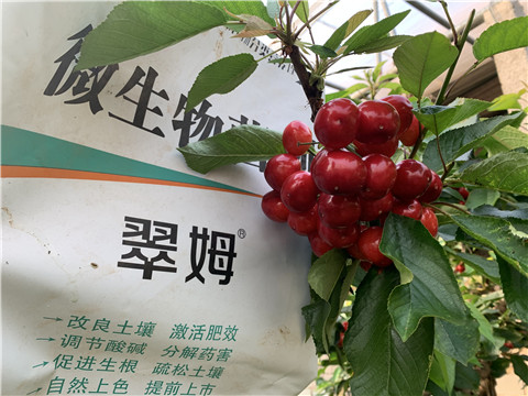 水溶肥，拉姆拉，翠姆