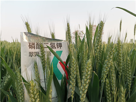 水溶肥，拉姆拉，翠姆