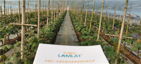 水溶肥，拉姆拉，翠姆