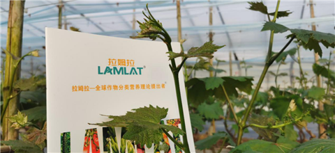 水溶肥，拉姆拉，翠姆