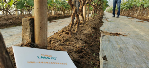 水溶肥，拉姆拉，翠姆