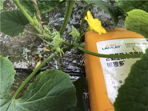 水溶肥，拉姆拉，翠姆