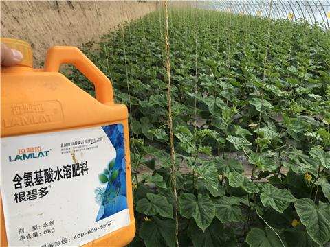 水溶肥，拉姆拉，翠姆