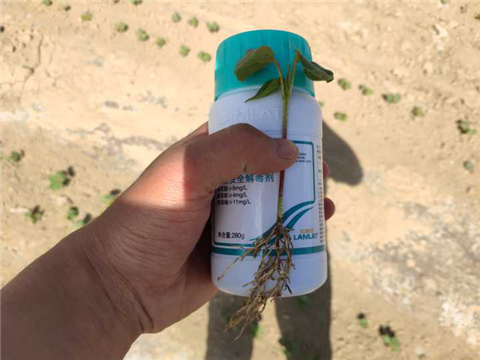 安碧解，拉姆拉，翠姆