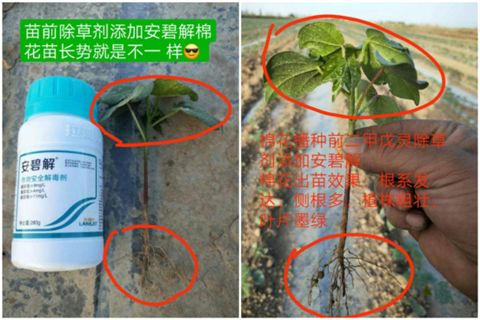 安碧解，拉姆拉，翠姆