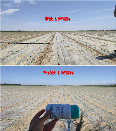 安碧解，拉姆拉，翠姆