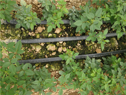 生根劑，拉姆拉，翠姆