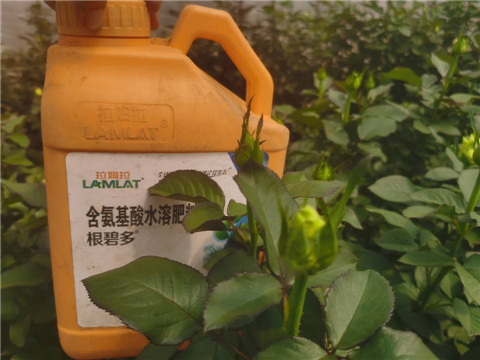 生根劑，拉姆拉，翠姆