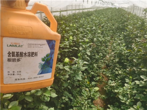 生根劑，拉姆拉，翠姆