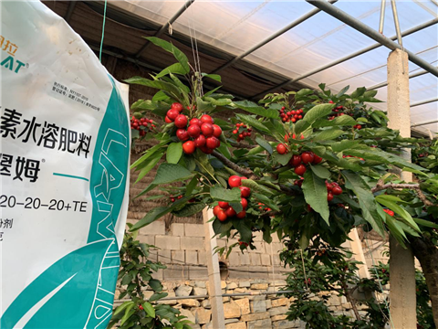 水溶肥，拉姆拉，翠姆