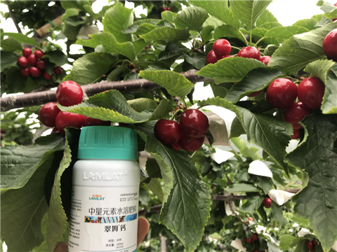 水溶肥，拉姆拉，翠姆