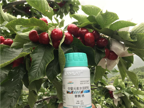 水溶肥，拉姆拉，翠姆