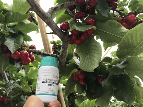 水溶肥，拉姆拉，翠姆