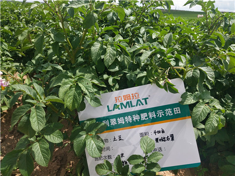 安碧解，拉姆拉，翠姆