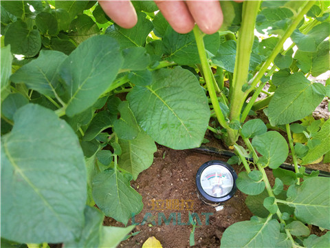 安碧解，拉姆拉，翠姆