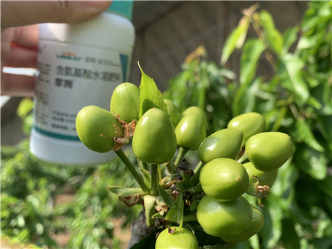 氨基酸水溶肥，拉姆拉，翠姆