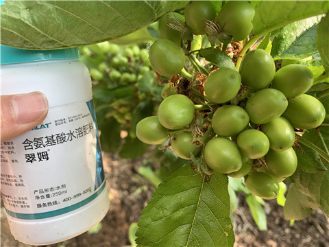 氨基酸水溶肥，拉姆拉，翠姆