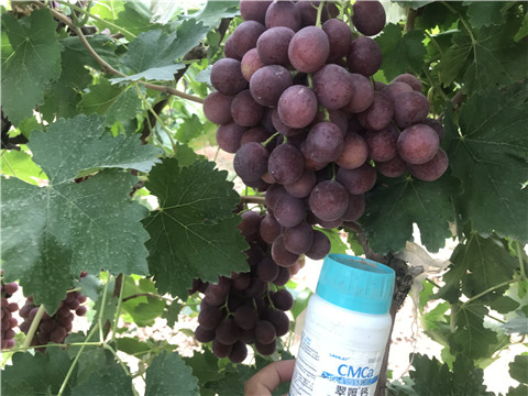 鈣肥，拉姆拉，翠姆