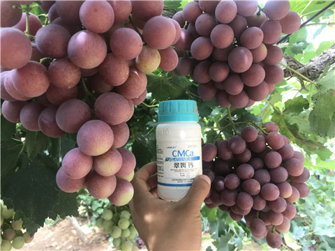 鈣肥，拉姆拉，翠姆