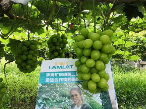 水溶肥，拉姆拉，翠姆