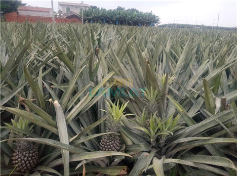 水溶肥，拉姆拉，翠姆