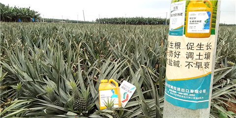 水溶肥，拉姆拉，翠姆