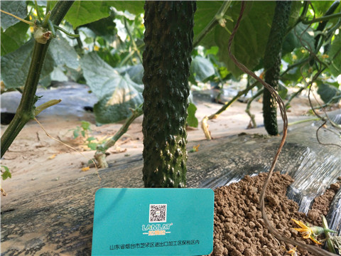 小分子有機(jī)碳，拉姆拉，翠姆