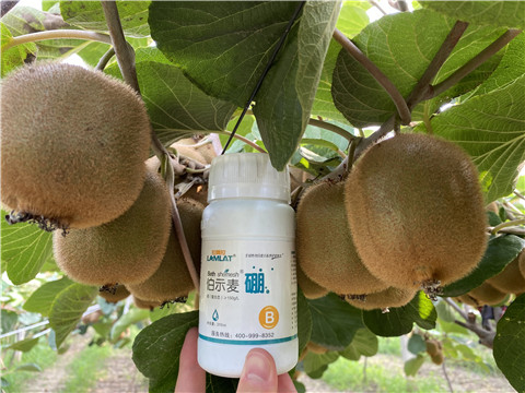 硼肥，拉姆拉，翠姆