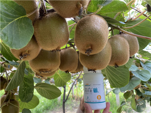 硼肥，拉姆拉，翠姆