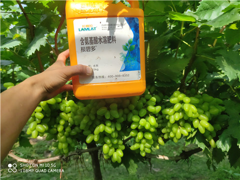 生根劑，拉姆拉，翠姆