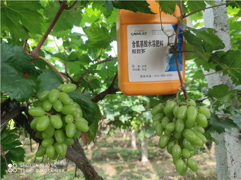 生根劑，拉姆拉，翠姆