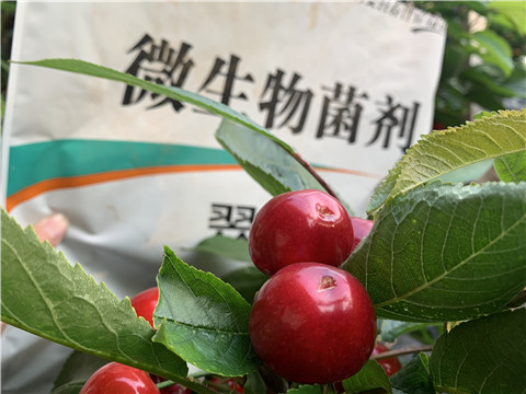 微生物菌劑，拉姆拉，翠姆