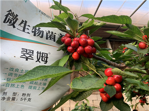 微生物菌劑，拉姆拉，翠姆