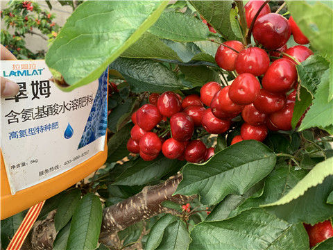 水溶肥，拉姆拉，翠姆