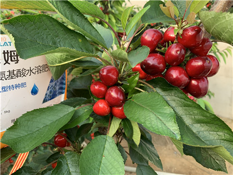 水溶肥，拉姆拉，翠姆