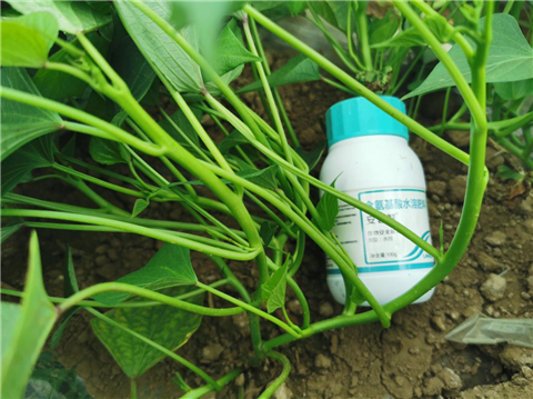 水溶肥，拉姆拉，翠姆