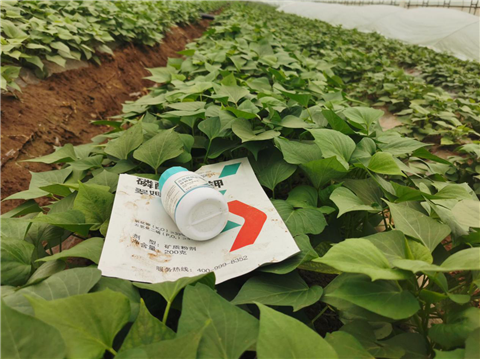 水溶肥，拉姆拉，翠姆