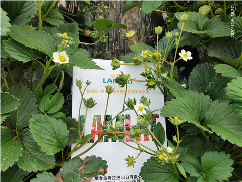 水溶肥，拉姆拉，翠姆