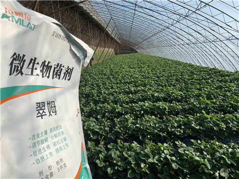 水溶肥，拉姆拉，翠姆