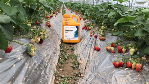 水溶肥，拉姆拉，翠姆