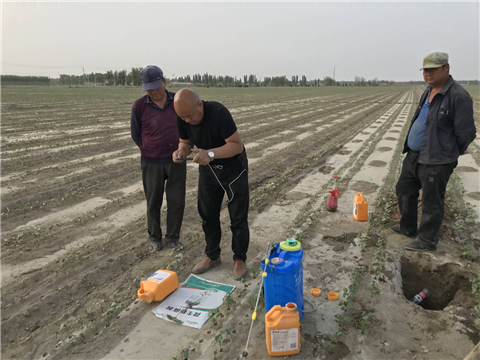 水溶肥，拉姆拉，翠姆